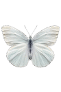 mariposa blanca