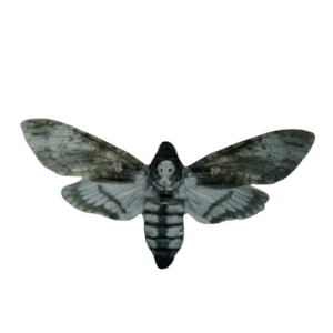 polilla